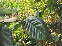 Oxyanthus