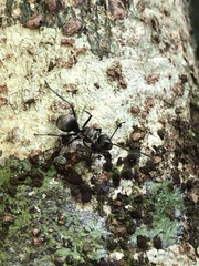 Polyrhachis foreli