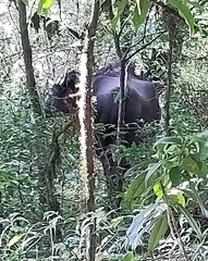 Bos gaurus