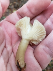 Hygrophorus