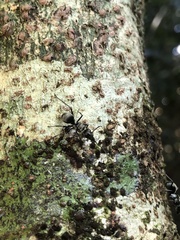 Polyrhachis foreli