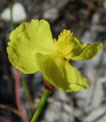 Xyris juncea