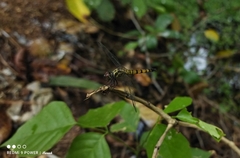 Brachydiplax