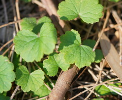 Hydrocotyle laxiflora