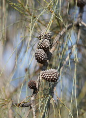 Casuarinaceae