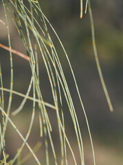 Casuarinaceae