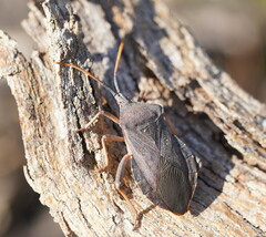 Amorbini