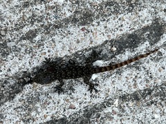 Hemidactylus garnotii