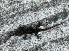 Hemidactylus garnotii