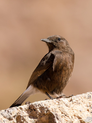 Oenanthe leucura