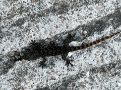 Hemidactylus garnotii