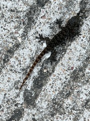 Hemidactylus garnotii