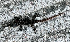 Hemidactylus garnotii