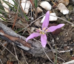 Colchicum filifolium