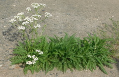 Achillea millefolium