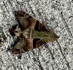 Macroglossum divergens