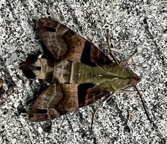 Macroglossum divergens