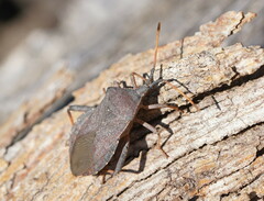 Amorbini
