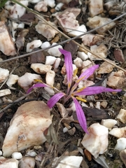 Colchicum filifolium