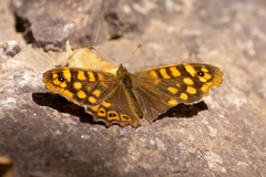 Pararge aegeria aegeria