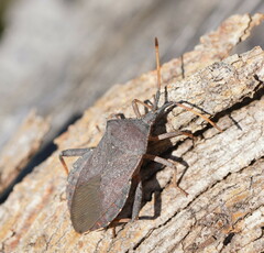 Amorbini