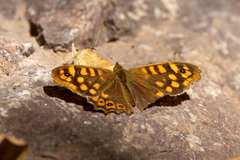 Pararge aegeria aegeria