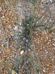 Isopogon