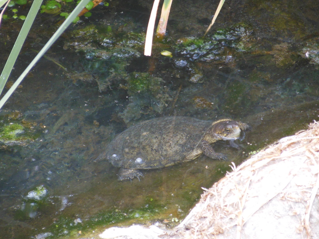 Western Pond Turtle from Alum Rock Park, San Jose, CA on September 15