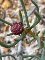 Isopogon