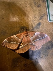 Gonimbrasia belina