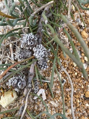 Isopogon