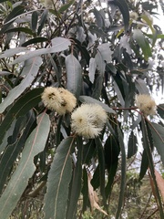 Eucalyptus globulus pseudoglobulus