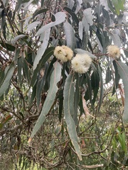 Eucalyptus globulus pseudoglobulus