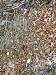 Isopogon