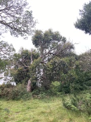 Eucalyptus globulus pseudoglobulus