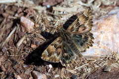 Carcharodus tripolina