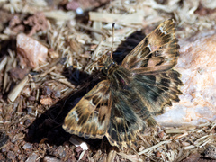 Carcharodus tripolina