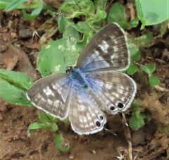 Leptotes pirithous