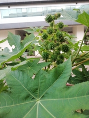 Ricinus communis
