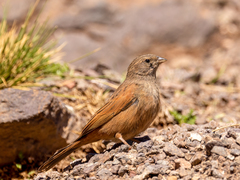 Emberiza sahari