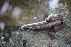 Periophthalmodon schlosseri