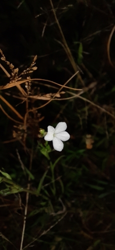 Image of Striga angustifolia by (c) Sayee Girdhari, some rights reserved (CC BY)