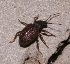 Otiorhynchus