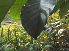 Oxyanthus