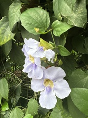 Thunbergia laurifolia