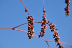 Persicaria orientalis