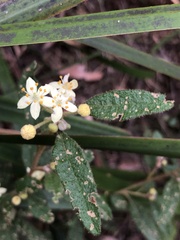 Asterolasia asteriscophora