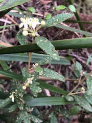Asterolasia asteriscophora