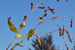 Persicaria orientalis