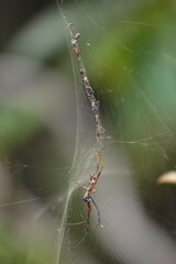 Trichonephila antipodiana